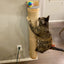 Cat Scratching Post Wall Furniture Wood Wall Mounted Kitten Scratcher Tree for Large Cats Thicker Columns for Multi-Functions