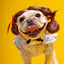 Long Hair Cosplay Hat for Cat Golden Brown Braid Pet Dog Accessories Costume Adjustable Headgear Curly Punk Small Puppy Caps