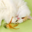 Catnip Ball Feather Cat Toy Ball Feather Cat Tooth Cleaning Cat Toy Catnip Ball Interactive Chew Catnip Pet Supplies