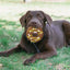 Dog Squeaky Toy Assorted Donut Dog Toy With Squeakers Soft Pet Toy For Puppy Durable Dog Toy For Exercise Chewing Ability And