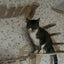 Cat Tree Tower Cat Climbing Shelf Wall Mounted Steps Curved Cat Bed Widen Access Corner Perches Hammock For Sleep Pet Furniture