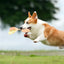 Pine Cone Dog Toy Squeaky Rope Dog Toy With Teething Strips Durable Soft Pet Toys For Puppy And Dog Energy Consuming Playtime