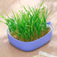 Cat Grass Growing Kit Whale Shape Cat Grass Pot Layered Design Soillness Hydroponic Sprout Tray Hollow Planting Box for Cats