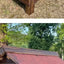 Rural Kennel Outdoor Kennel Rainproof Waterproof Rural Outdoor Kennel Courtyard Pet Small House Villa Four Seasons Pass