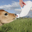 Feeder For Lambs Reusable Lamb Milk Bucket Cow Baby Bottle Ergonomic Sheep Nursing Bottle Lamb Milk Drinking Feeders Feeding