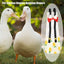 Adjustable Nappy Clothes Pet Supplies Physiological Pant Bowknot Chicken Diaper Clothes with Elastic Band Chicken Duck Diapers