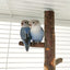 Natural Apple Tree Wood Bird Branch Stand Perches Pet Parakeet Budgie Hanging Play Toy Bird Cage Parrot Wooden Desk Holder