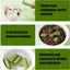 Cat Grass Stick Cat Grass Chewing Stick Natural Teeth Cleaner Removal Row Kitten Pet Snacks Teeth Caring for Kitten Mouth Health