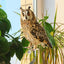 Farm Protector Bird Scarer Owl Scarecrow Scarer Pendant Garden Protector Pendant Waterproof With Bell Fake Bird Scarecrow Bird