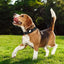 Dog Collar Waterproof Positioning Dog Collar Adjustable Pet Collar Reflective Dog Neck Wearing Puppy Kitten Nest For Pets