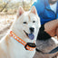 ROJECO 1000m Electric Dog Training Collar Remote Control Training Collar For Pet Rechargeable Dog Bark Control Stop Shock Collar