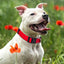 Basic Nylon Dog Collar with Quick Release Buckle Adjustable for Small Medium Large Dogs Bulldog Training Supplies Pet Accessorie