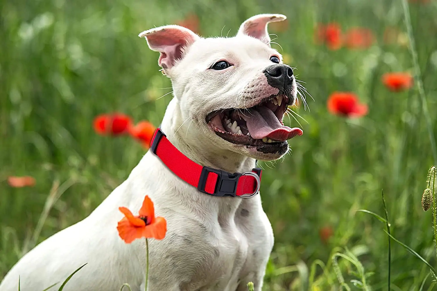 Basic Nylon Dog Collar with Quick Release Buckle Adjustable for Small Medium Large Dogs Bulldog Training Supplies Pet Accessorie