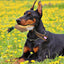 Duck Bumper Toy Dog Retriever Outdoor Training Toy Dog outdoor Training Duck Toy For Dogs Simulation Animal Shaped Toys for Pet