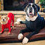 Four Feet Lightweight Pajamas Pure Dog Jumpsuits Tight Dog Coat Nursing Clothes Bodysuit For Small Medium Large Dogs Pet Costume