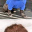 Long Hair Cosplay Hat for Cat Golden Brown Braid Pet Dog Accessories Costume Adjustable Headgear Curly Punk Small Puppy Caps