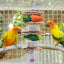 Bird Chew Toys Parrot Teething Toy Cuttlefish Bone Chewing Toys Braided Carrots Molar Stone Cultivate Foraging Instincts Molar