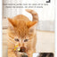 Flapping Bird Cat Toy, Interactive Flappy Bird Cat Toy Bird Toy for Cats, Simulated Chirping Bird Cat Toy, Interactive Cat Toy