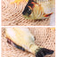 Cat Toy Training Entertainment Fish Plush Stuffed Pillow Simulation Fish Cat Toys Fish Interactive Pet Chew Toy Pet Supplies