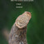 Climbing Pet Climbing Wooden Landscape Tree Vine Natural Dead Wood Crawler Rainforest Tank Tree Frog Crossing River Dragon Vine