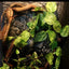 Reptile Detachable Habitat Tank Terrarium Transparent Aluminium Air Screen Cage Front Opening Door Full View Lizard Chameleon