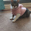 Clothes For Cat Sphinx Jacket Cat Clothes Egyptian Kitten Clothing Dog Hoodie Yorkshire Sweater Puppy Pet Chihuahua Hairless Xs