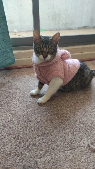 Clothes For Cat Sphinx Jacket Cat Clothes Egyptian Kitten Clothing Dog Hoodie Yorkshire Sweater Puppy Pet Chihuahua Hairless Xs