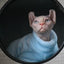 Fashionable Clothes For Cats Sphynx Cat Sweater Kitten Clothing Hound Dog Hoodie Clothes For Sphinx Cat Outfit Pet Jumpsuits