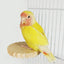 Bird Perches for Cage Natural Wooden Platform Stand for Parrot Bird Perch Stand Toy Stand Playground Budgie Toys Parakeet Cage
