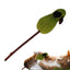 Catnip For Cat Toys Catnip Filled Cartoon Cat Teething Chew Toy Natural Catnip And Silvervine Cat Feather Kicker Toys For Indoor