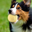 Pet Tennis Ball Dog Ball Toy Puppy Chewing Interactive Biting Toy Durable Bite Resistant Puppy Training Toys Outdoor Playing toy