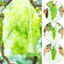 50pcs Fruit Protection Bags Anti-Bird Garden Netting Bags Strawberry Grapes Mesh Bag Plante Vegetable Netting Cover Garden Tool