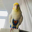 Parrot Diaper Cute Bird Physiological Diaper Cockatiel Pigeons Small Medium Large Pet Birds Flight Suit Clothes Nappy Washable
