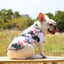 Summer Dog Shirt Hawaiian Beach Pet Clothing Coconut Tree Flower Print Puppy T-Shirt for Small Dogs Cats Vest Camp Shirt for Pug