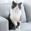 Pet Necklace Collars For Cats Puppy Dogs Cute Plush Ball Collar Adjustable Cat Neck Strap Fashion Pet Party Supplies Accessories