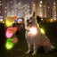 Dog Night Light 3 Flashlight Dog Cat Collar Glowing Pendant Night Safety Pet Leads Necklace Luminoues Bright Decoration Collars