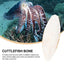 Natural Cuddle Bone Parrot Chew Toys Chewing Cuttlefish Bone Bird Cuttlebone Environmental Protective Toy