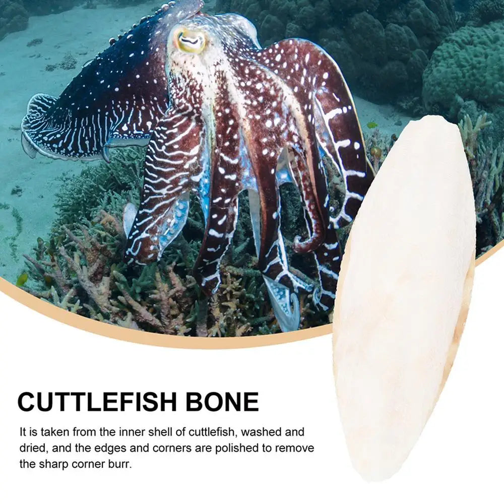 Natural Cuddle Bone Parrot Chew Toys Chewing Cuttlefish Bone Bird Cuttlebone Environmental Protective Toy