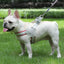Stock dog leash Y-shaped pet chest strap teddy bichon walking dog leash reflective breathable leash adjustable