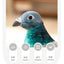 Simulation Pigeon Plush Toy Cartoon Birds Peace Dove Doll Doll Children Doll Gift Wholesale