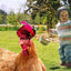 Chicken Feather Hat Wear-Resistant Hen Pet Headdress Feather Top Hat Rooster Duck Parrot Hamster Poultry Fashion Show Clothing