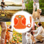 Pet Harness For Small Dogs No Pull Soft Padded Dog Vest For Medium Large Dogs Breathable Reflective Adjustable Soft Mesh Padded