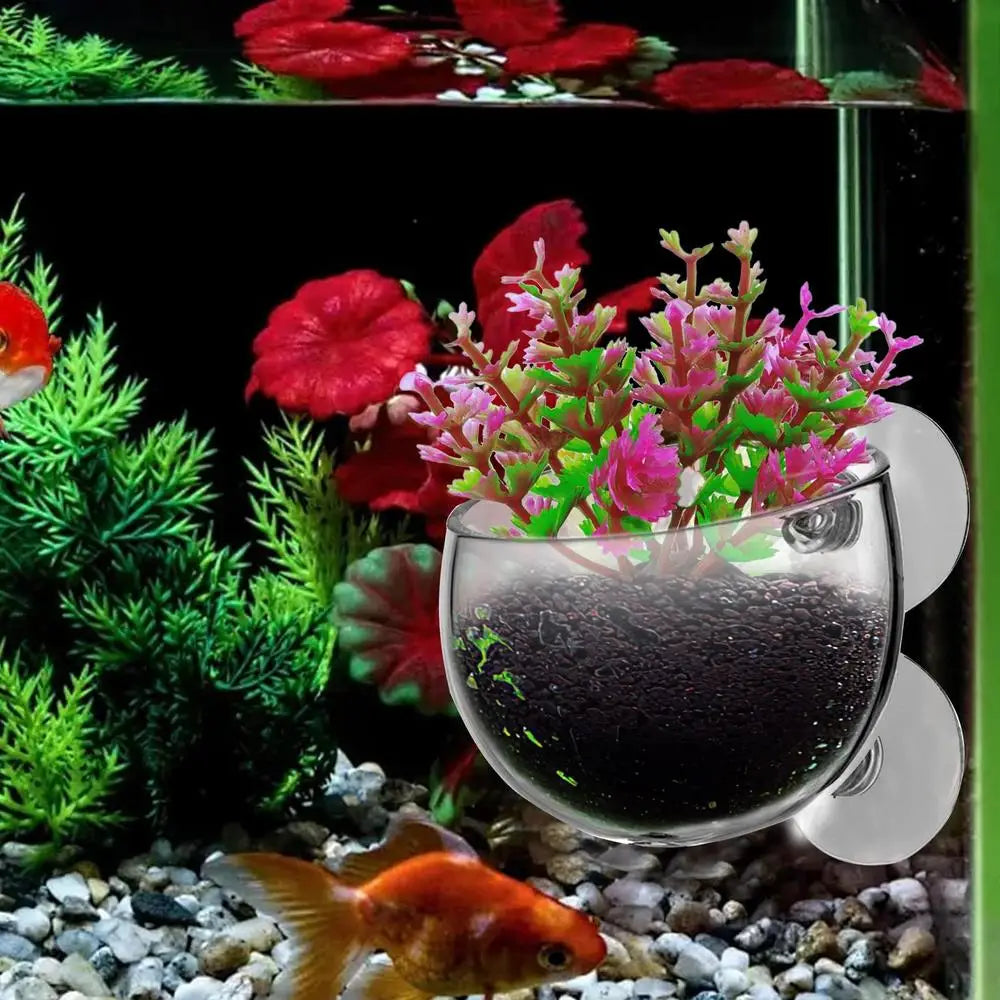 Aquarium Plant Holder Clear Aquarium Tank Live Plant Pot Aquatic Planter With Suction Cups Red Shrimp Live Plants Fish Tank