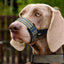 Quick Release Dog Muzzles Adjustable Reflective Dog Muzzle Soft Padded Medium & Large Dogs Halter Nose Leads for Outdoor Walking