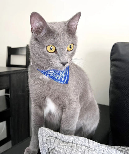 Small Dog Cat Bandana Collar Adjustable Puppy Dog Kitten Neckerchief PU Collar with Printed Triangular Scarf Pet Collar for Cat