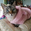 Clothes For Cat Sphinx Jacket Cat Clothes Egyptian Kitten Clothing Dog Hoodie Yorkshire Sweater Puppy Pet Chihuahua Hairless Xs