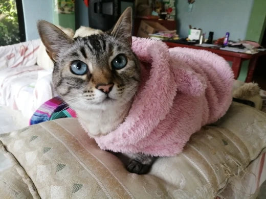Clothes For Cat Sphinx Jacket Cat Clothes Egyptian Kitten Clothing Dog Hoodie Yorkshire Sweater Puppy Pet Chihuahua Hairless Xs
