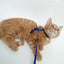 Adjustable Pet Cat Collar For Cats Cozy Nylon Rabbit Kitten Kedi Harness Leash Set Small Puppy Dog Cat Accessories Pet Products
