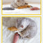 Teeth Grinding Catnip Toys Funny Interactive Plush Cat Toy Pet Kitten Chewing Vocal Toy Fish Bite Cat mint For Cats