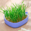 Cat Grass Growing Kit Whale Shape Cat Grass Pot Layered Design Soillness Hydroponic Sprout Tray Hollow Planting Box for Cats